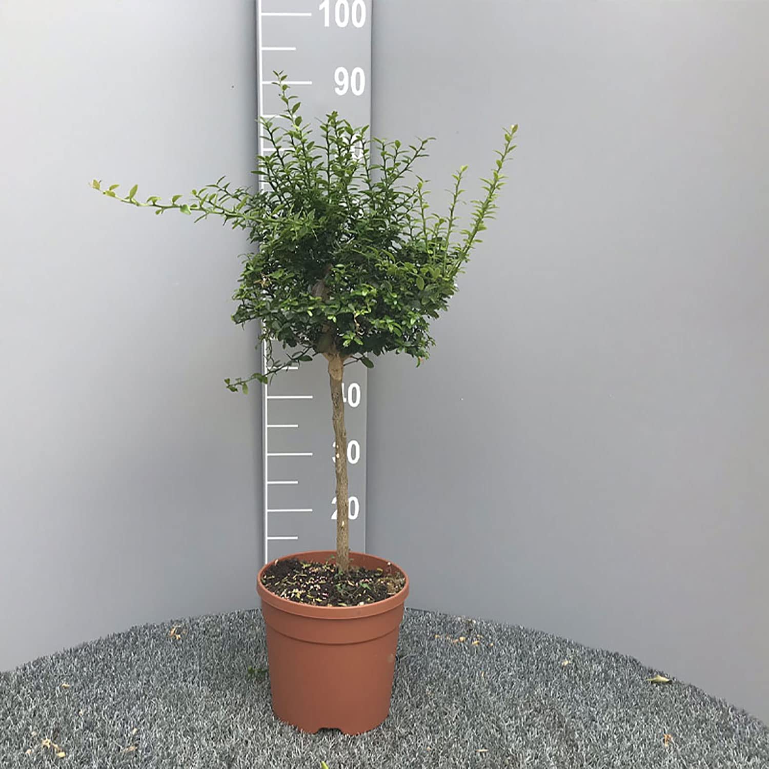SAVINI VIVAI Pianta di Limone Caviale Rosa Albero di Agrumi Finger Lime Limone ad Alberello in Vaso 20 cm Altezza 50-70 cm 2 Anno di Innesto Made Italy