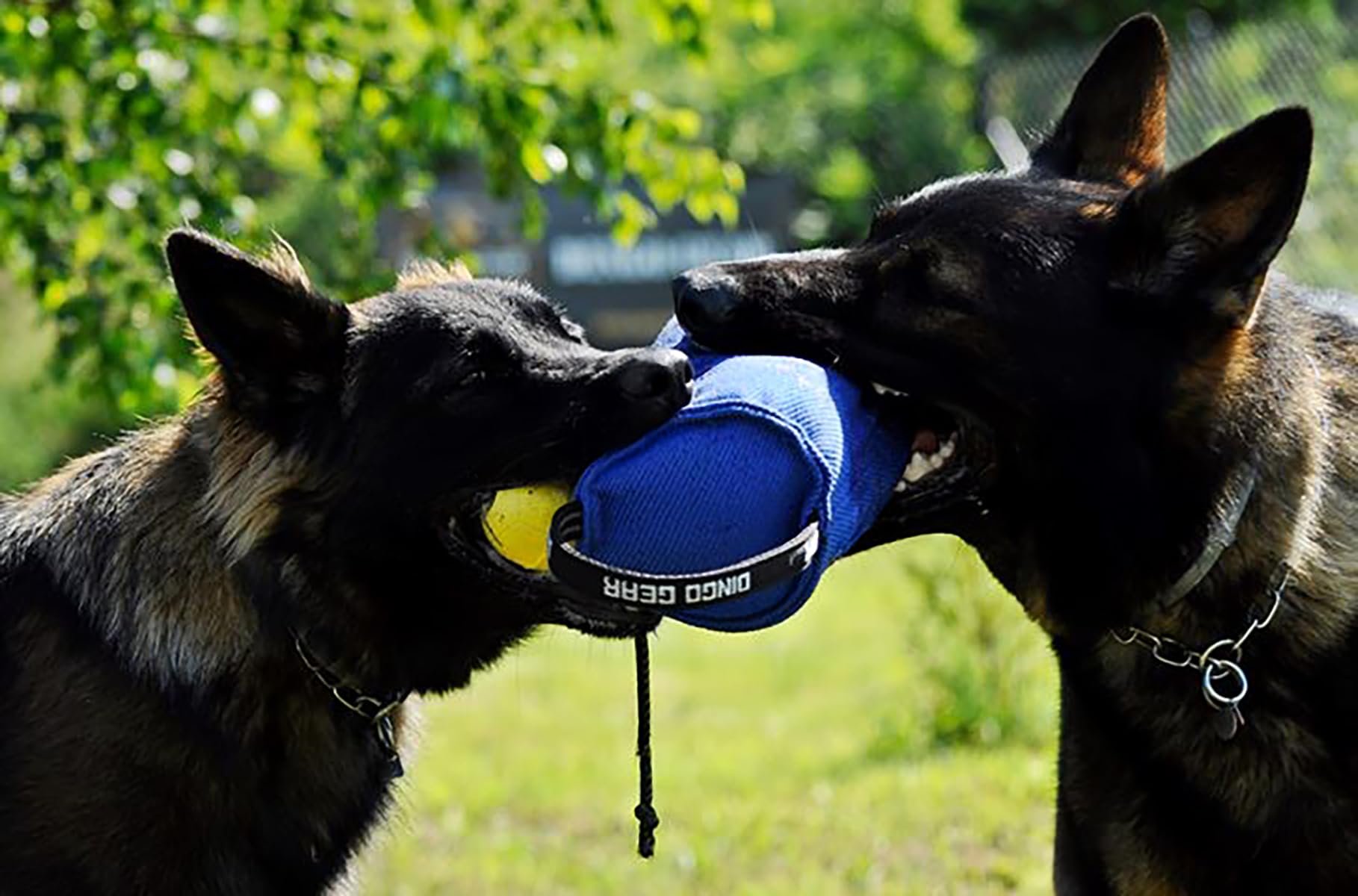 DINGO GEAR Berta Tug Toy a forma di caramella per addestramento al morso, IGP, Fetch, Prey Drive, obbedienza, sport per cani, rimorchiatore in materiale francese con 2 manici, blu (S00097)