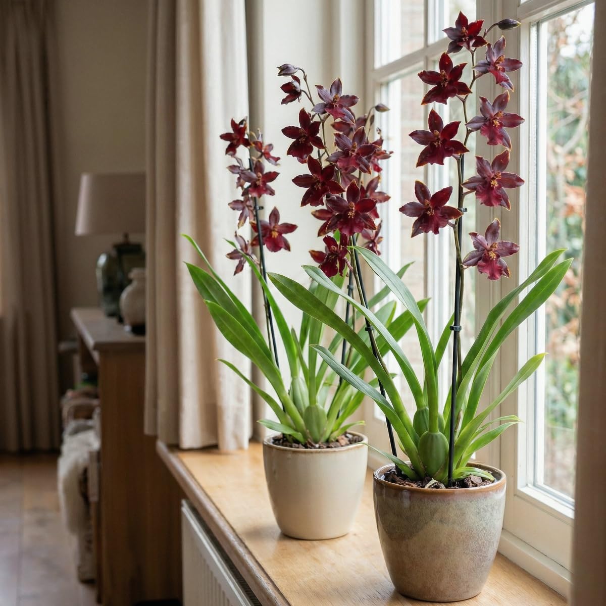 Orchideen Echte Pflanzen Dendrobium Black Cat - 2 große Zimmerpflanzen aus Holland - 30-40 cm hoch mit Blüten - Leicht Duftend (Nicht künstlich, ohne Dünger und Topf, kein Samen, nicht winterhart)