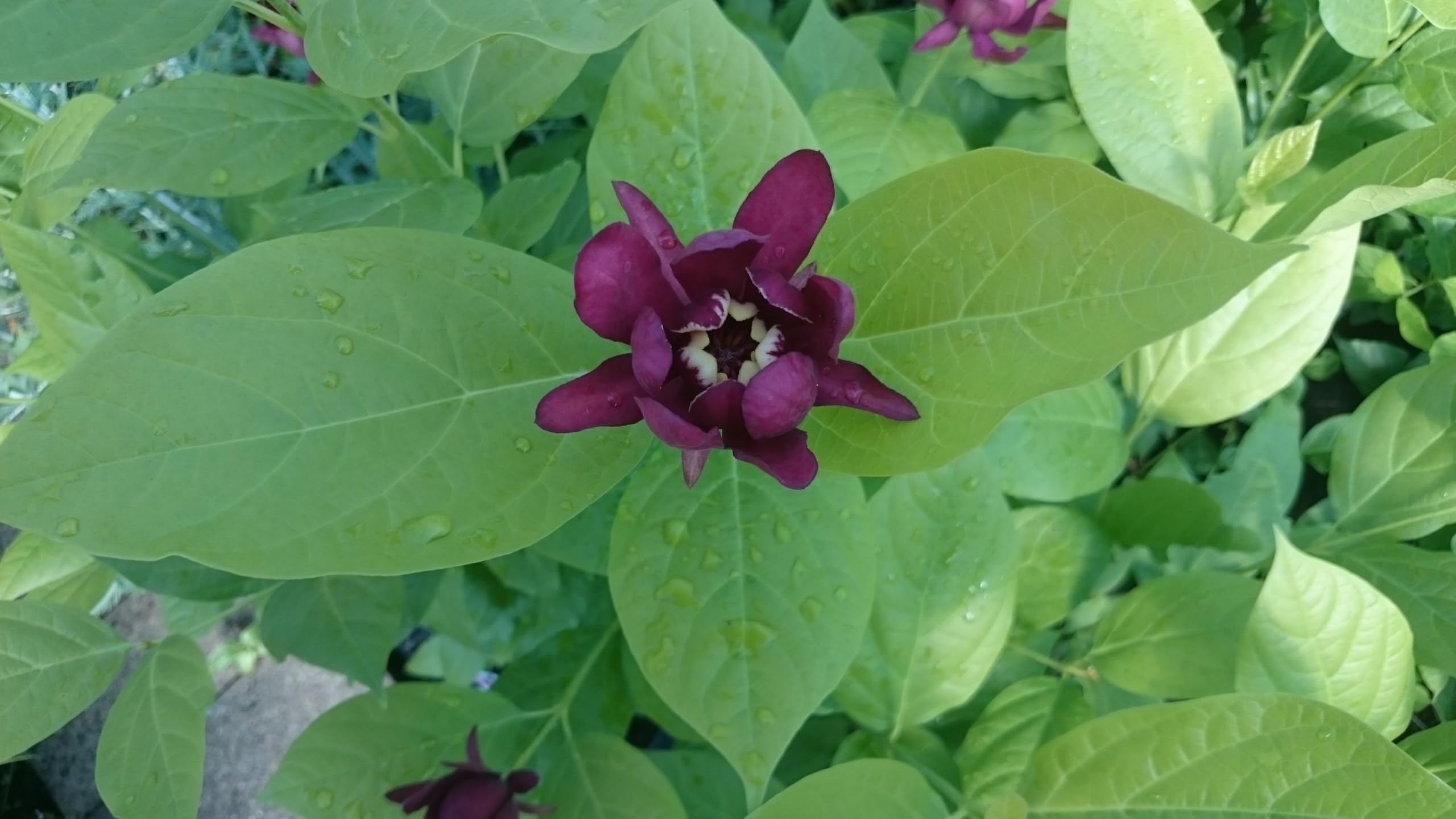 roter großblumiger Gewürzstrauch Sinocalycalycanthus Hartlage Wine 100-120 cm