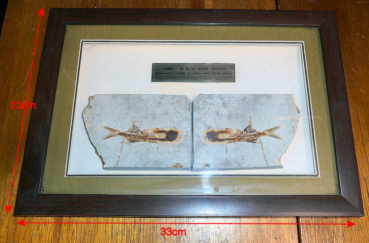 Amazon.co.jp: 美しい珍しい「魚の化石」額入り出品 303 : ホーム