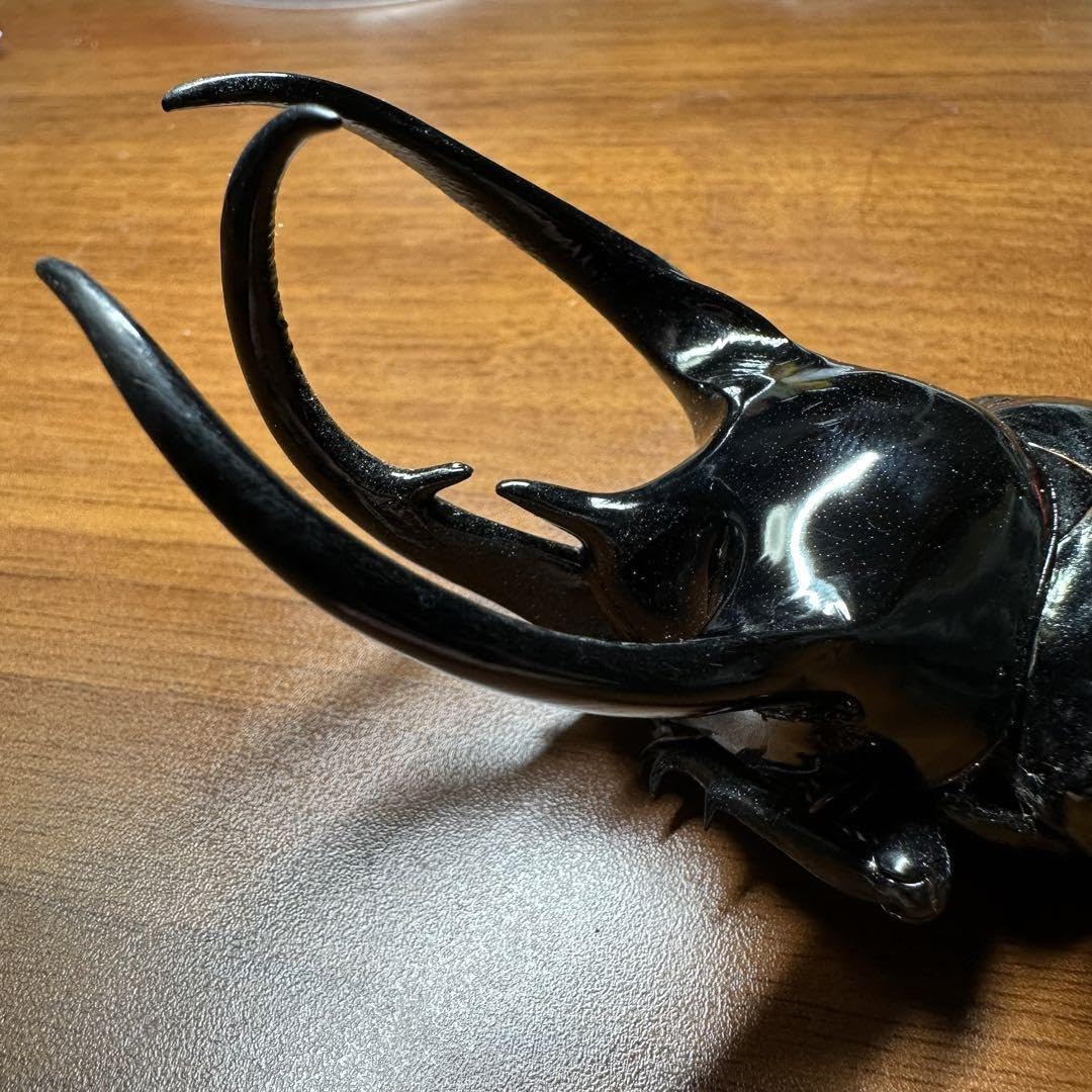 Amazon.co.jp: 標本ベトナム産コーカサスオオカブト : ホビー