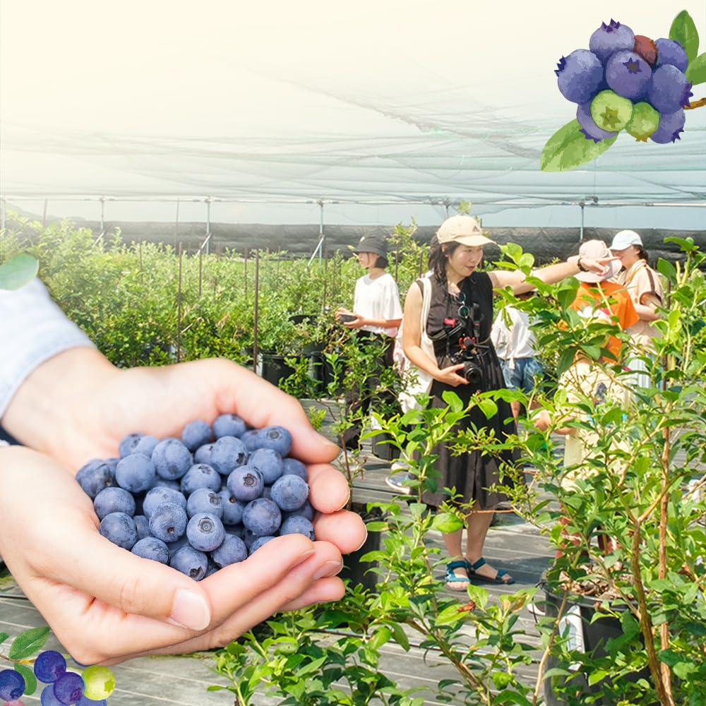 Amazon｜ブルーベリー狩り体験チケット こがブルーベリー園 体験