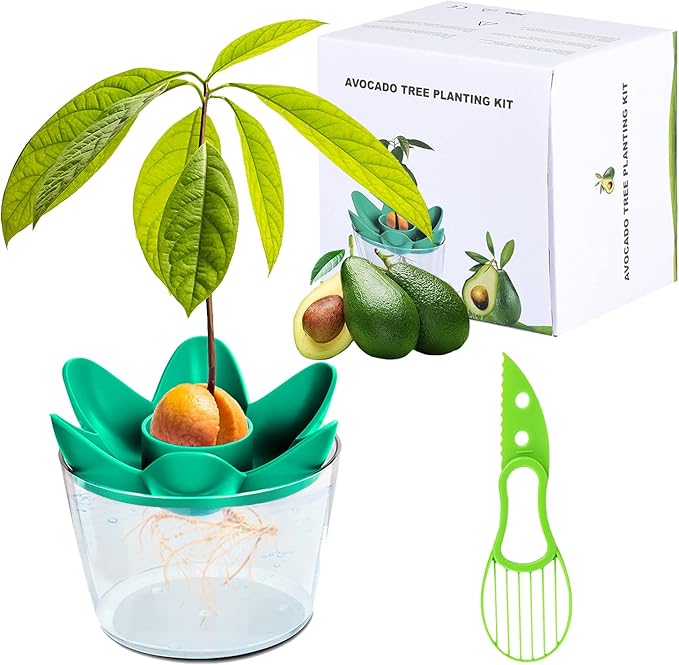 Vaso Germinatore Avocado R&R SHOP - In Plastica Di Mais, Per Far Crescere I Semi - Foto 8