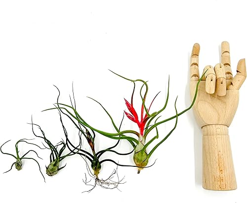 Miniatura 4 de ragnaroc Plantas de aire  Tillandsia Bulbosa floreciente grande 3-5 pulgadas  1 unidad  Llegada viva garantizada  Plantas de casa para decoración