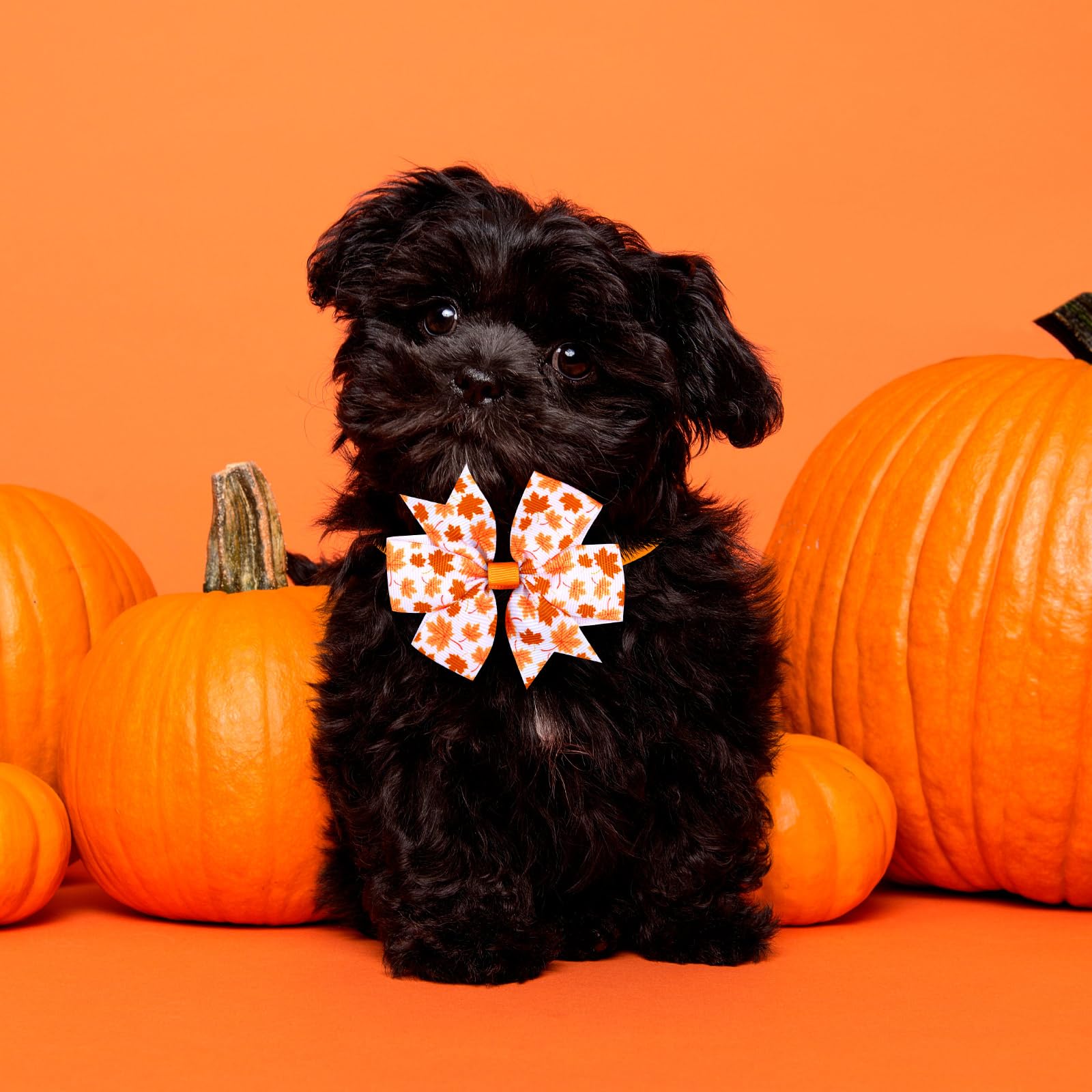 80 Stück Thanksgiving Day Hund Fliege Kleine Katze Hund Fliege Verstellbar Fall Hundehalsband Basic Welpe Hund Katze Krawatten für Festival Urlaub Tierhaare Schleife Fellpflege Zubehör (Ahornblatt)