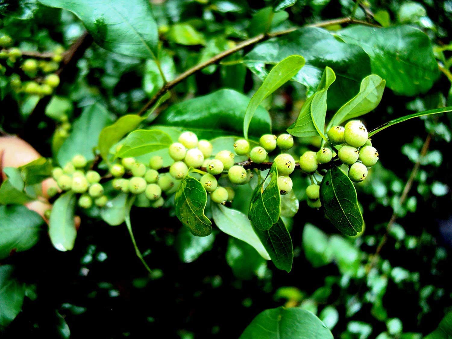 ADITYA GREEN PLANTS AGP Commiphora Mukul, Guggal, Guggul - Plant (1 Healthy Live Plant in Poly bag) (B09NJJVD43) Amazon Price History, Amazon Price Tracker
