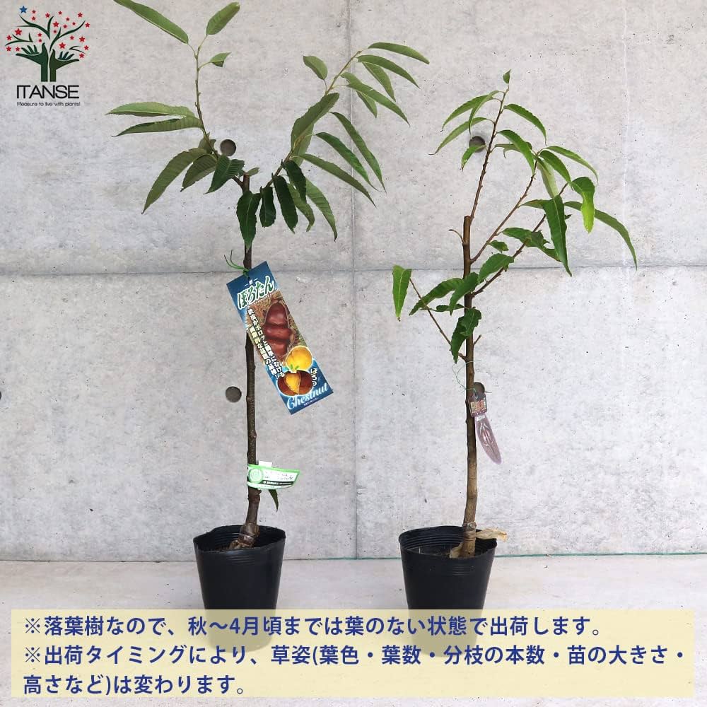 719DOPpvo-L._AC_UF1000, 719DOPpvo-L._AC_UF1000,