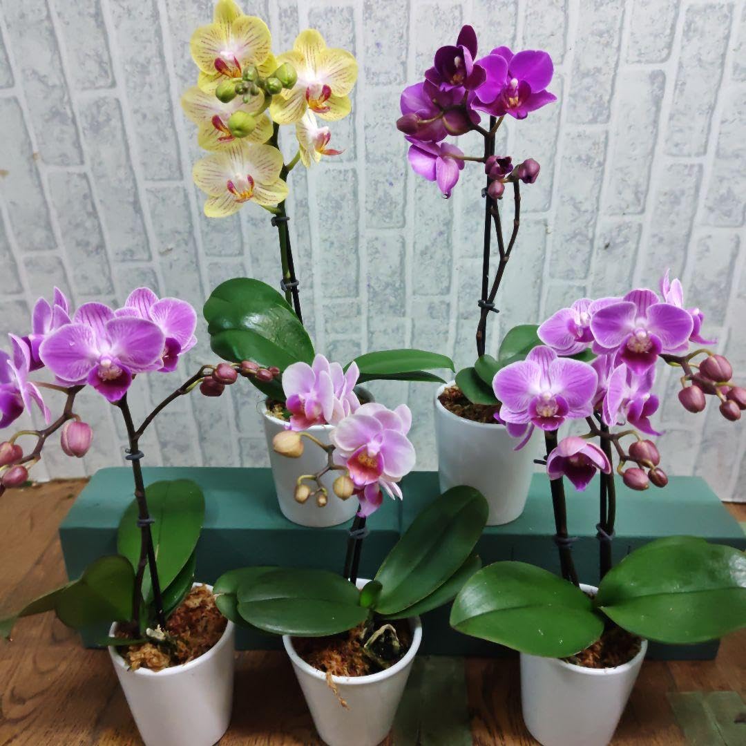 Amazon｜マイクロ胡蝶蘭陶器鉢入り5鉢セット｜観葉植物 オンライン通販