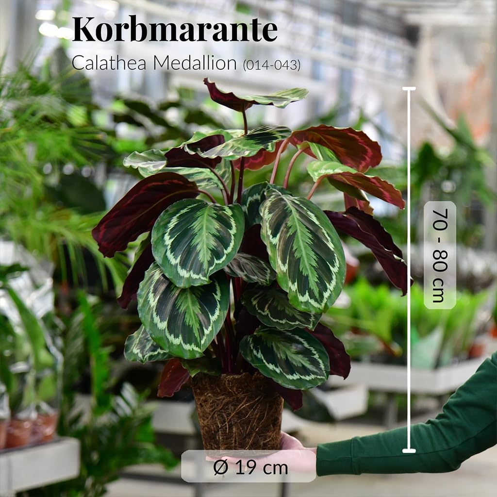 Set Calathea Medallion No. 19 im 19 cm Topf, Zimmerpflanze 70 bis 80 cm mit gemusterten Blättern, Dekoset im geflochtenen Seegraskorb 25 cm für dekorative Wohnakzente, Tierfreundlich