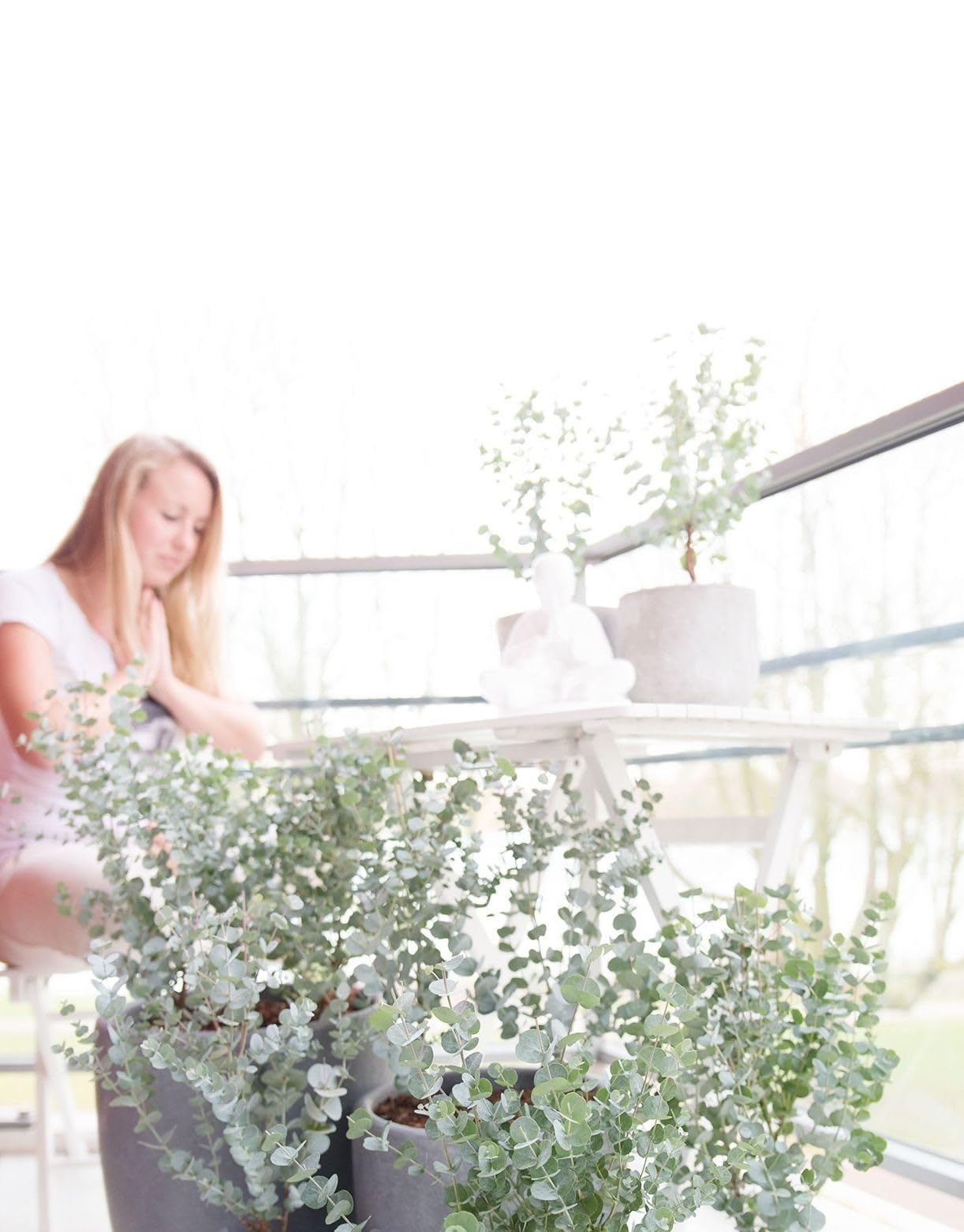 Eucalyptus gunnii Azura Strauch – Winterharter Eukalyptus für Garten & Terrasse, Aromatische Blätter, Pflegeleicht, Zierpflanze im Topf (1)