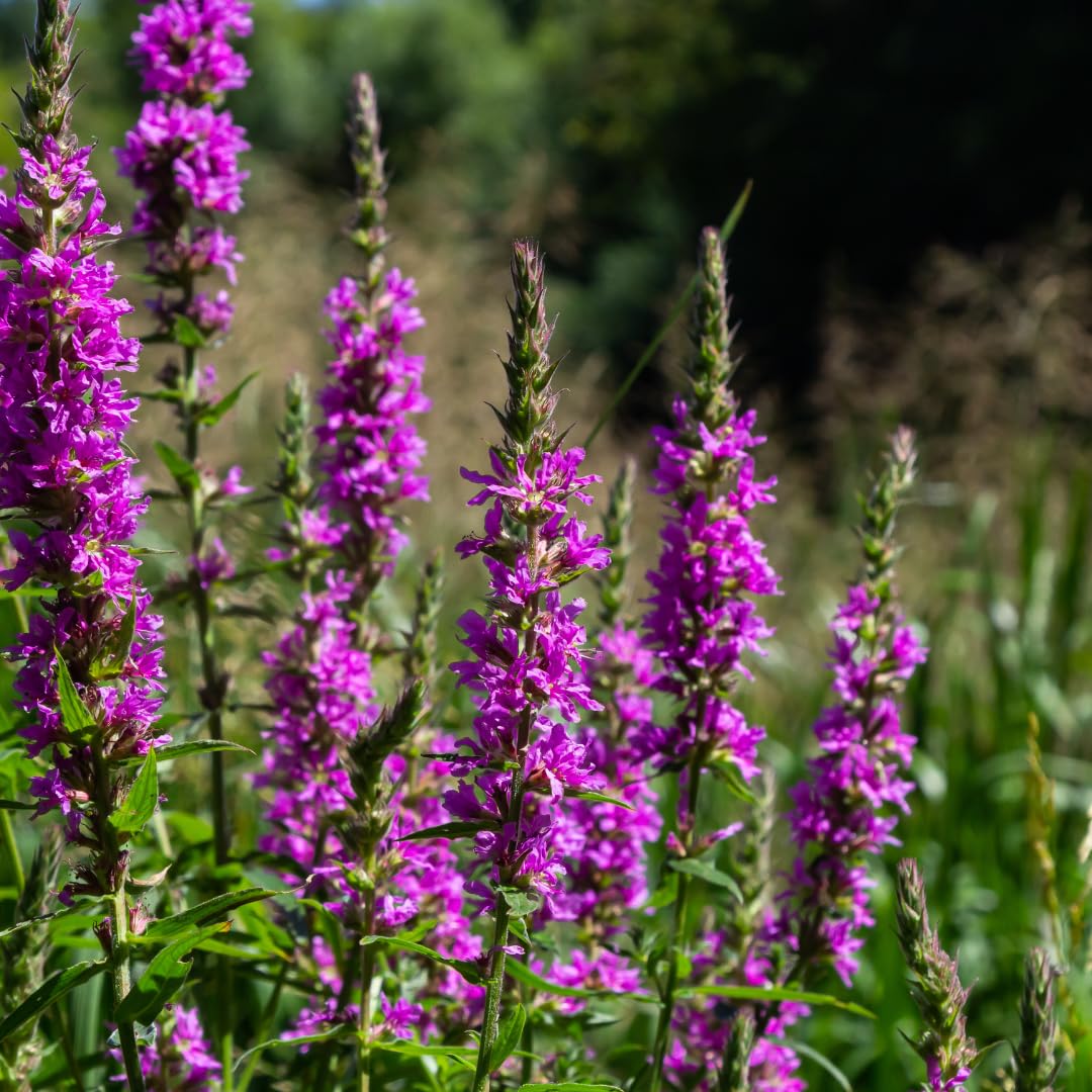 Piante Perenni con Lythrum Salicaria, per Bordure Umide, Rosa Viola, Set 6