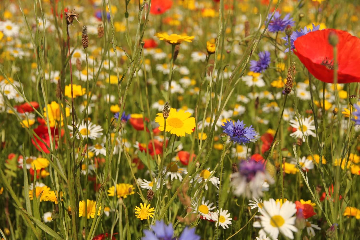 bee Friendly Wildflower Seeds Certificate Mix Seeds Flower Garden Seeds with no Grass or Lawn Seeds UK Made (250g)