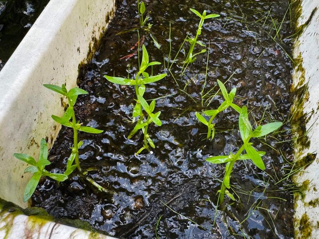 日本の水草 オオアブノメ 3株