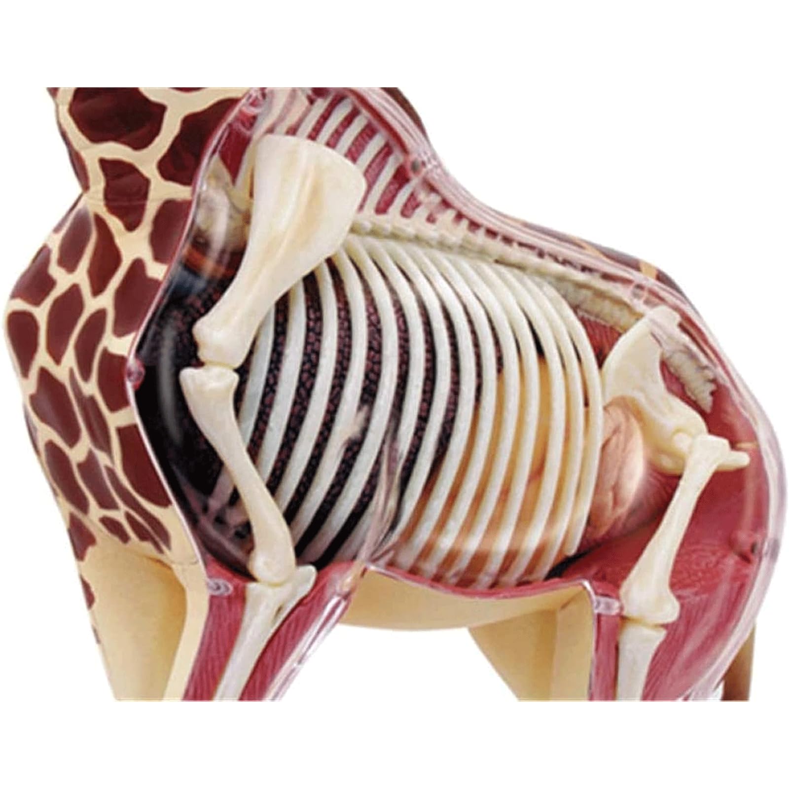 Modelo de órganos de Jirafa, Modelo anatómico, Modelo Animal de anatomía con 27 órganos extraíbles para demostración didáctica en Animales, formación Veterinaria en clínicas veterinarias, Modelo de a