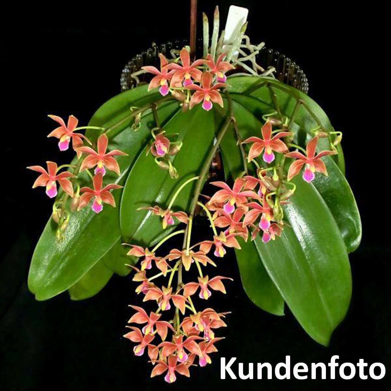 Orchideentopf Transparent Mit Untersetzer – 14,5 Cm, Rund Oder Oval, Mit Drainagelöchern & Glaseffekt, Aus Spanien (versch. Größen Wählbar)
