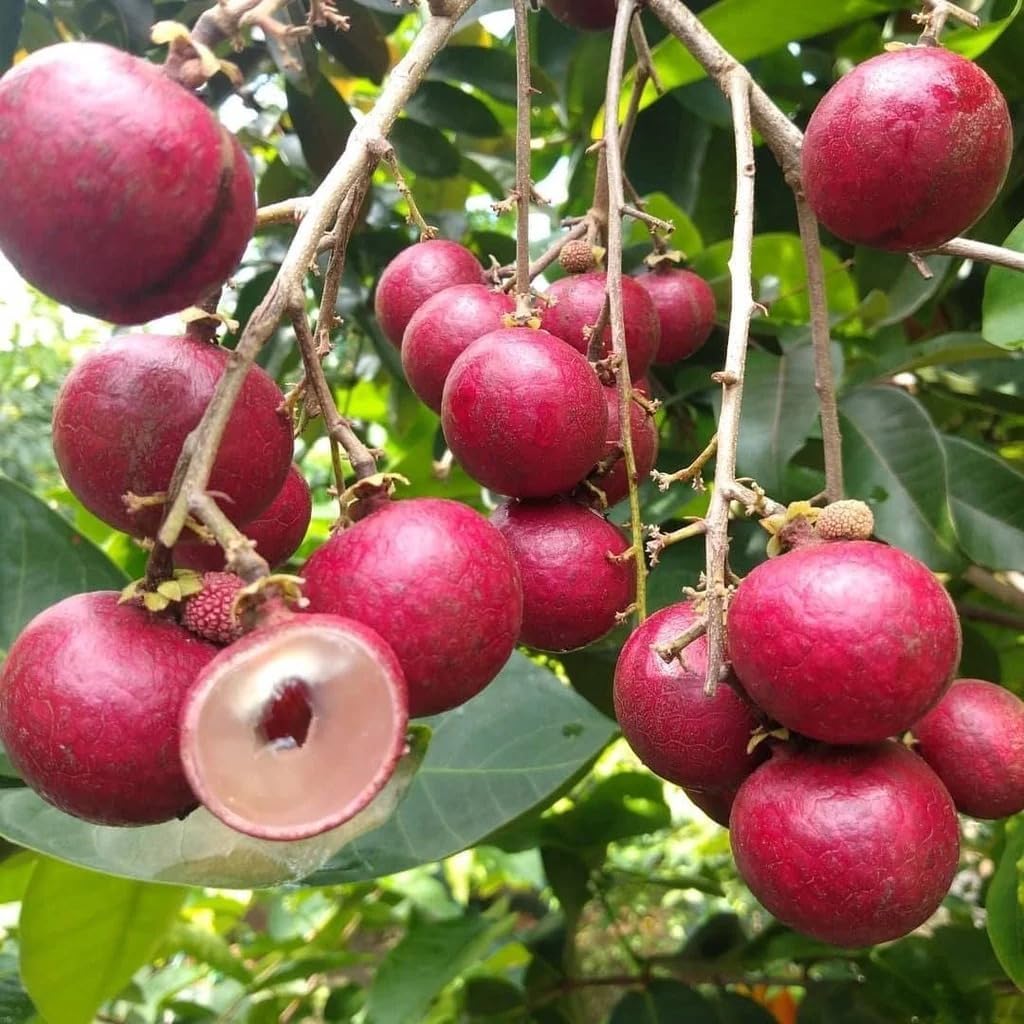 Original Red Ruby Longan Live Plant Grafted Fruit Tree Suitable for Kitchen Garden Balcony Outdoor Use, Pack of 1-image-6