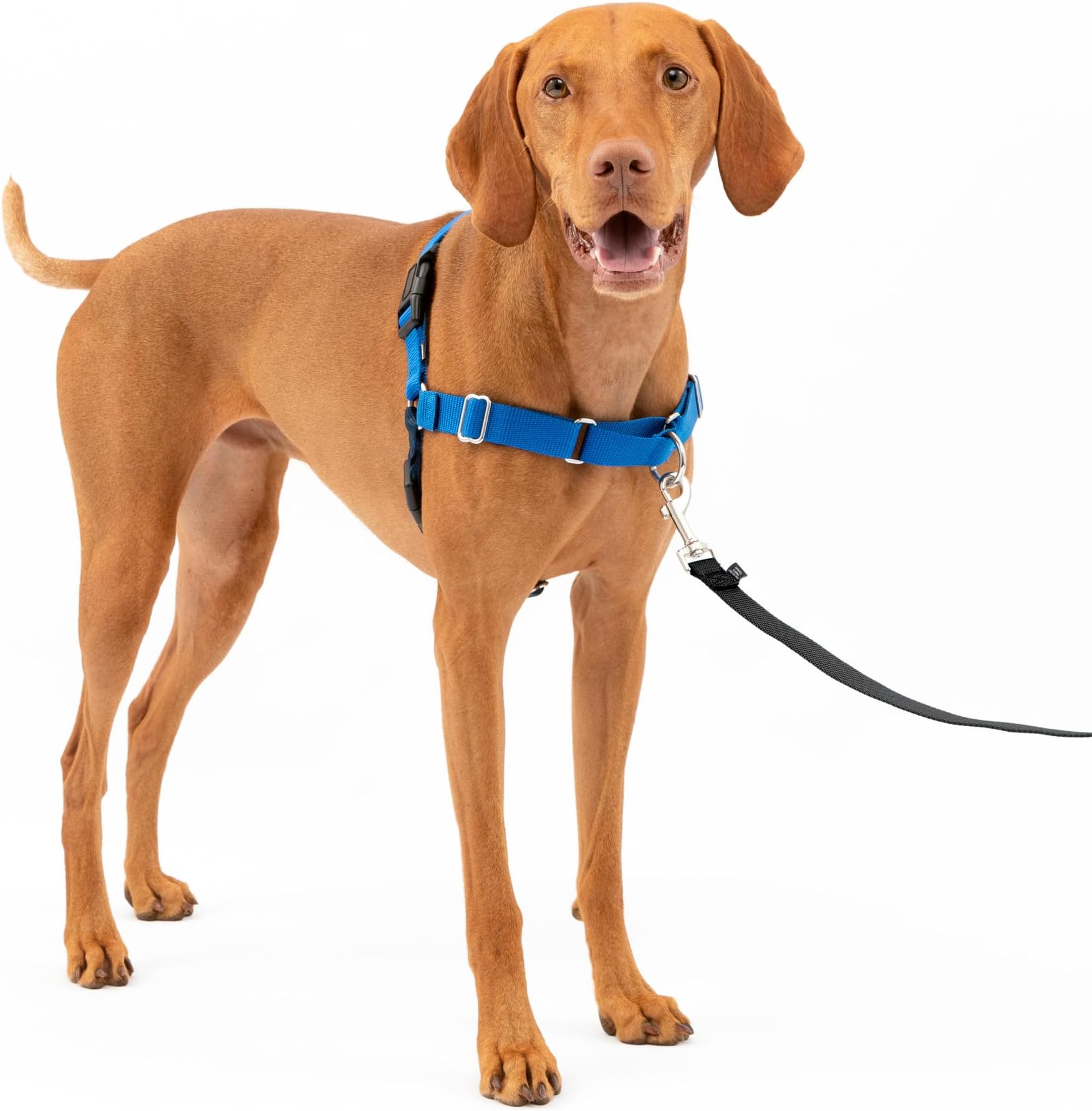 PetSafe Easy Walk dog harness.