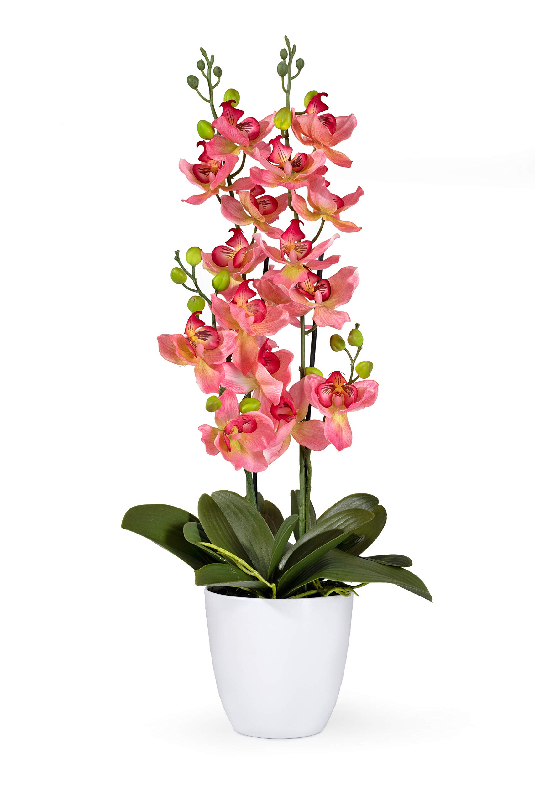 Serene Spaces Living Pink Orchid in White Ceramic Pot
