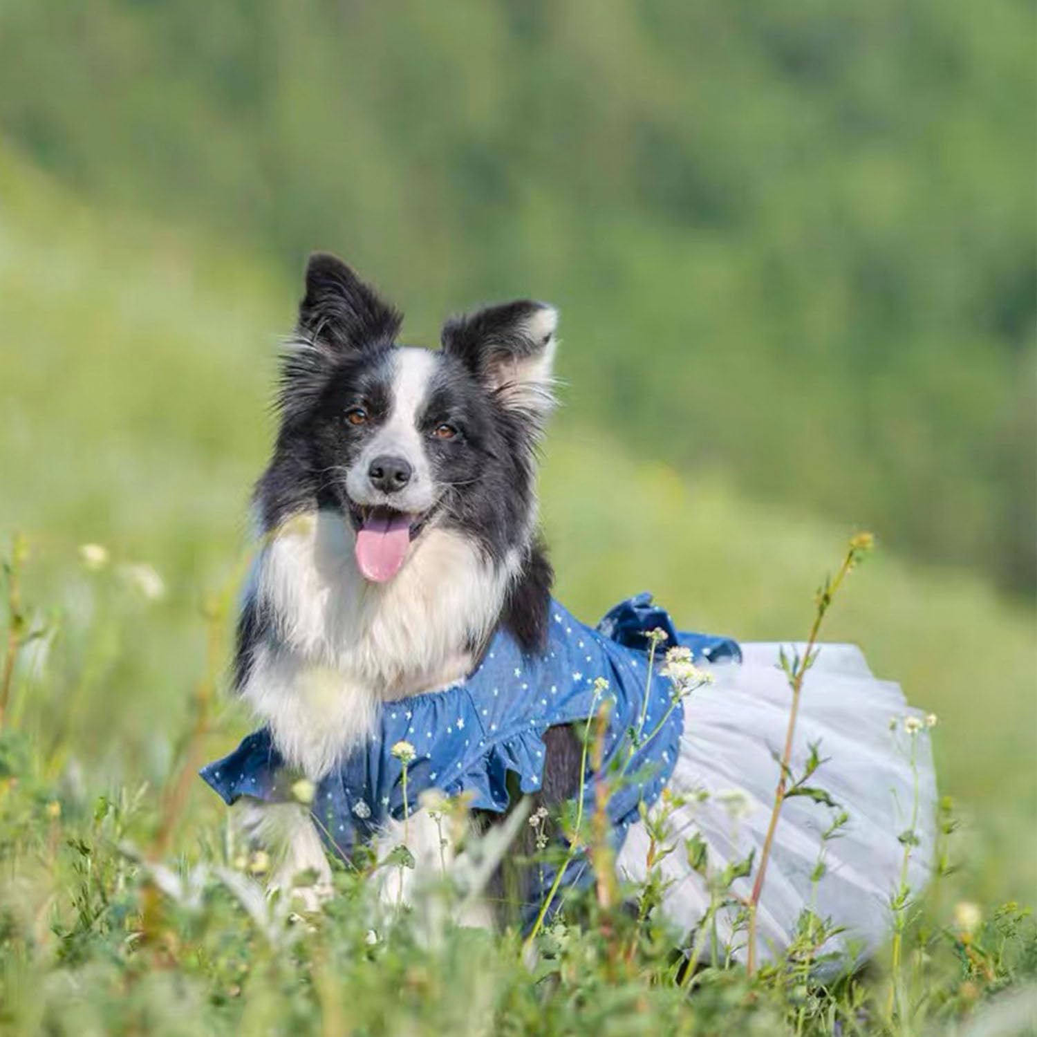 FLAdorepet Prinzessinnenkleid Für Große Hunde – Blumenmuster Für Hochzeit, Geburtstag & Urlaub | Für Bulldogge, Labrador & Große Hunde