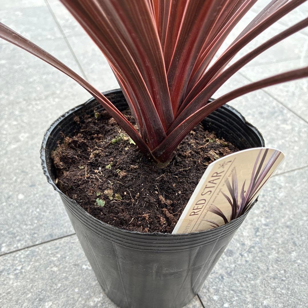 Amazon｜コルジリネレッドスター大苗 観葉植物｜観葉植物 オンライン通販
