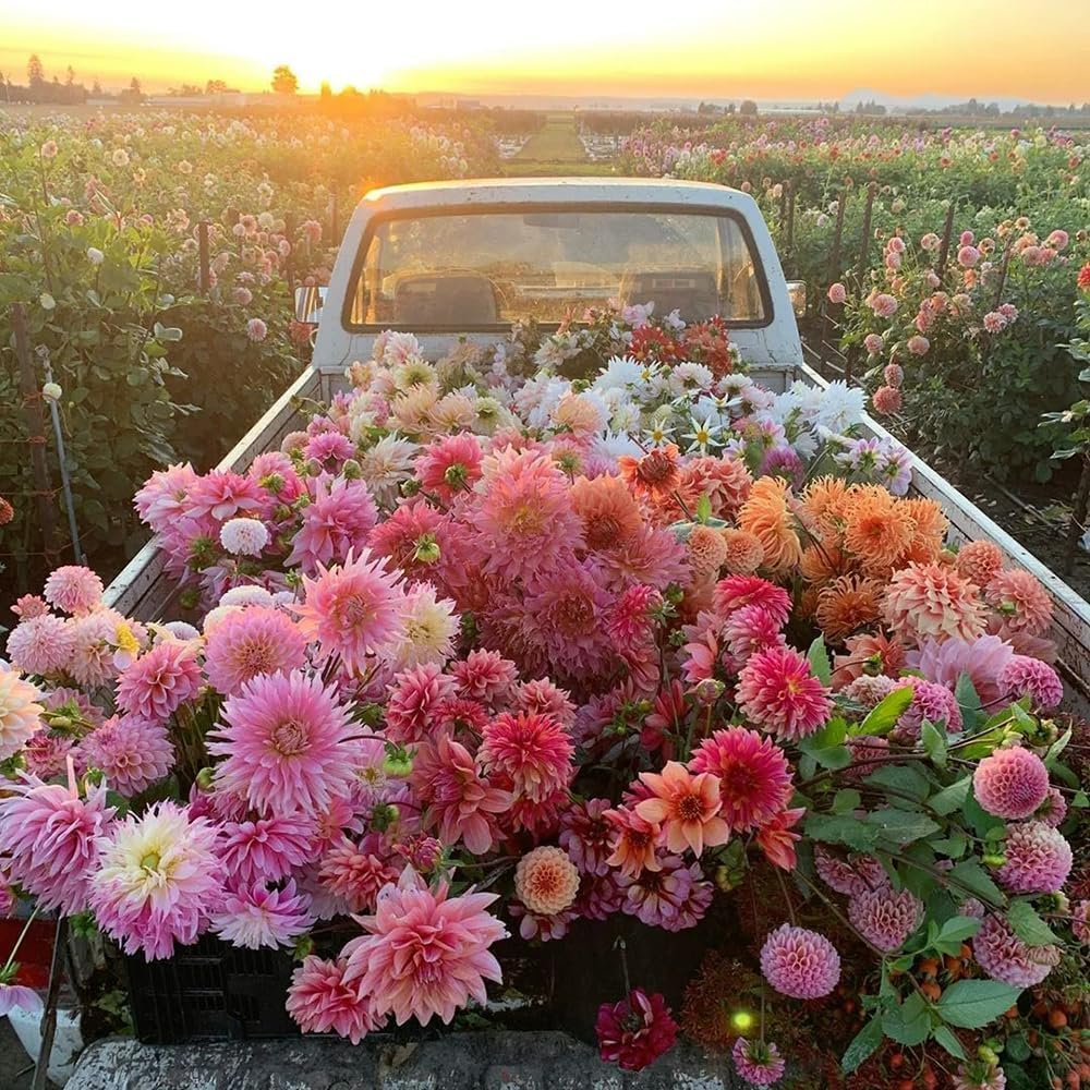 BuggyBeds Mixed Color Dahlia Seeds - 400 Non-GMO Flower Seeds for Planting, Easy to Grow, Attracts Pollinators, Perfect for Containers and Borders