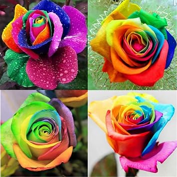 Mix Greening Flower, Now UK, Plant Bulbs, Hardy Perennial, Rose Bulbs, Strong Plant, Easy Plant, Excellent Display, Rare Plants, 1bulbs-h