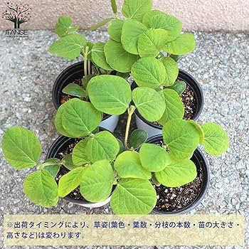 Amazon.co.jp: ITANSE 枝豆の苗 極早生で多収穫！極旨大粒
