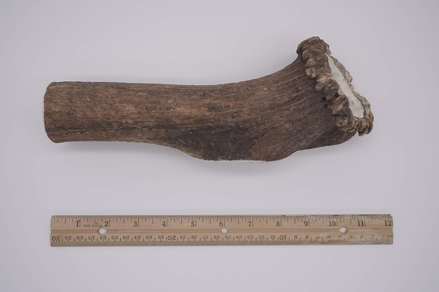 Monster Whole Elk - Elk Antler Dog Chew - Grade A Premium - Organic - Made in USA - No Mess