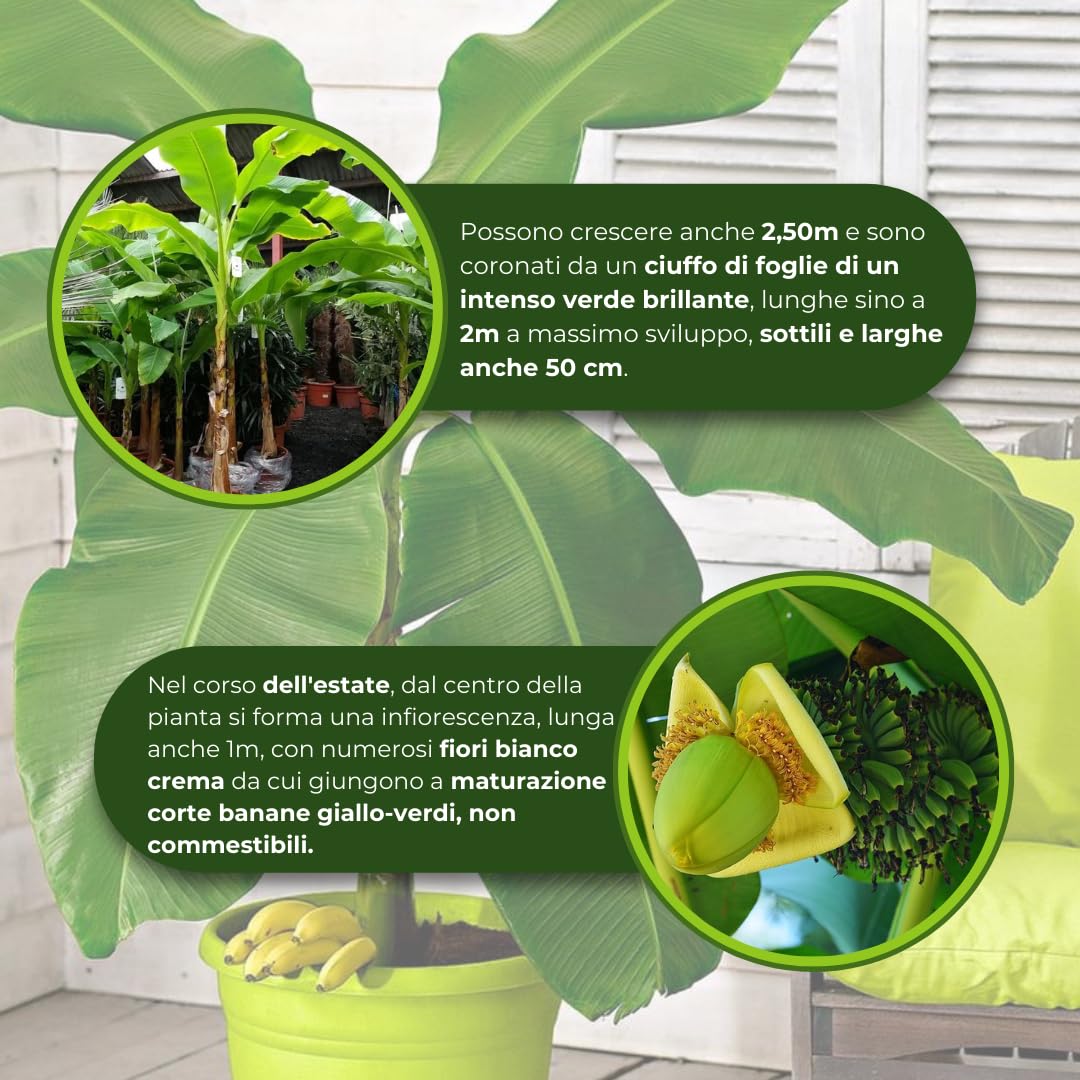 MUSA Basjoo Sakhalin (M. japonica) Banano giapponese, Pianta reale, Albero da banane, Pianta da frutto, Banano vero, Banano rustico, Fiori bianchi, Banane non commestibili