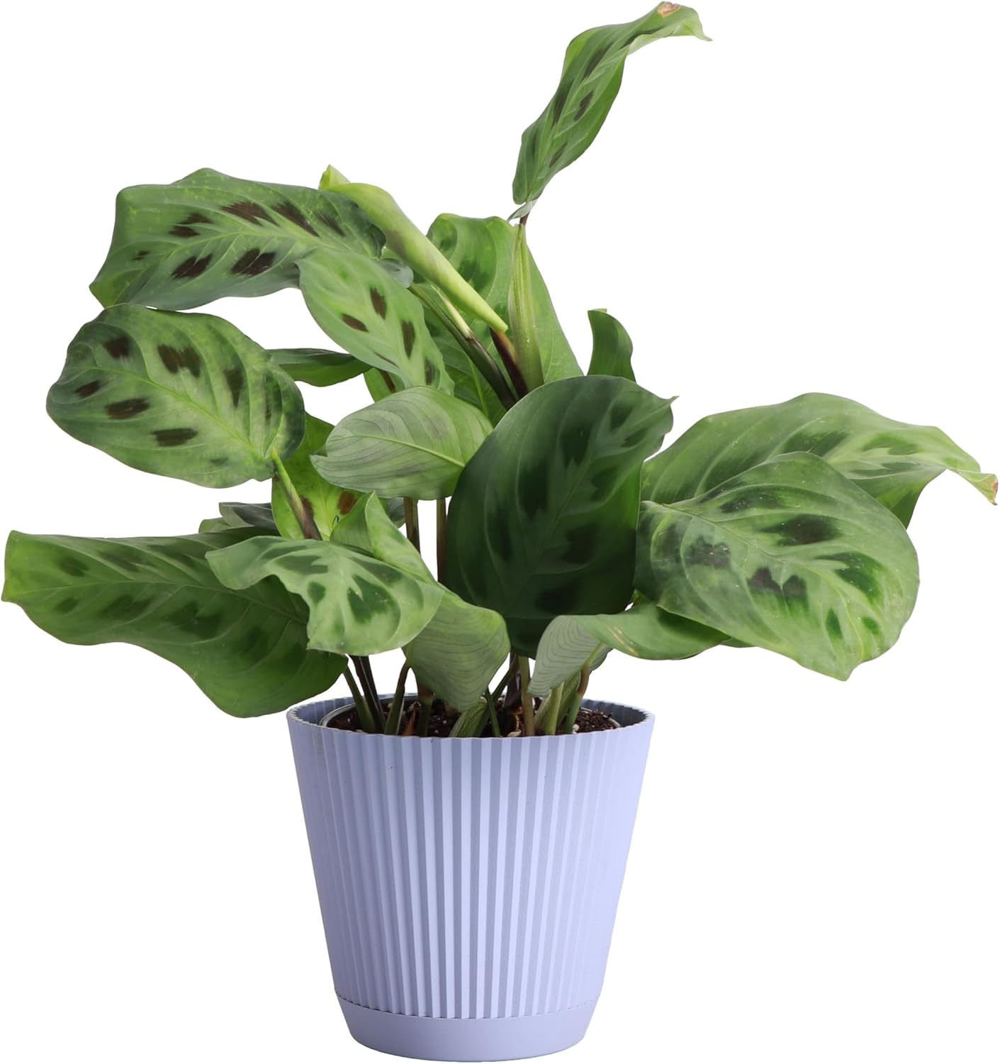 Thorsen's Greenhouse Green Prayer Plant, Live Indoor Plant, Pet Friendly, Uncommon Houseplant, Green Maranta, Easy to Grow, 4" Diameter Pot (Lavender)