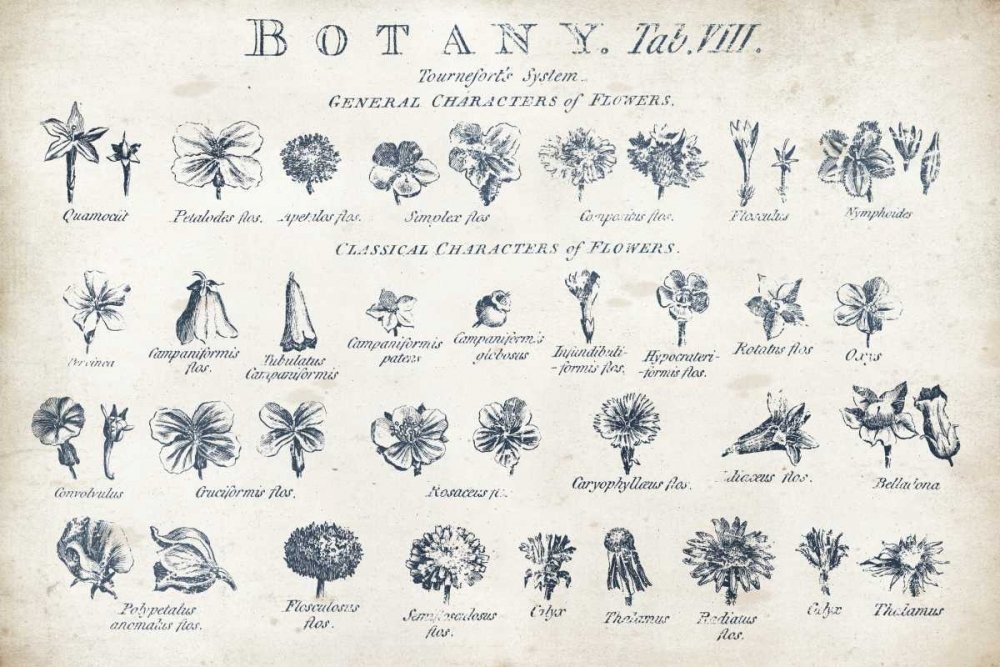 Image sur toile enroulée Botanique Tab VIII Indigo et blanc Archivio – Impression florale horizontale artistique illustrée de personnages de fleurs botaniques floralofflora 36 x 55 cm