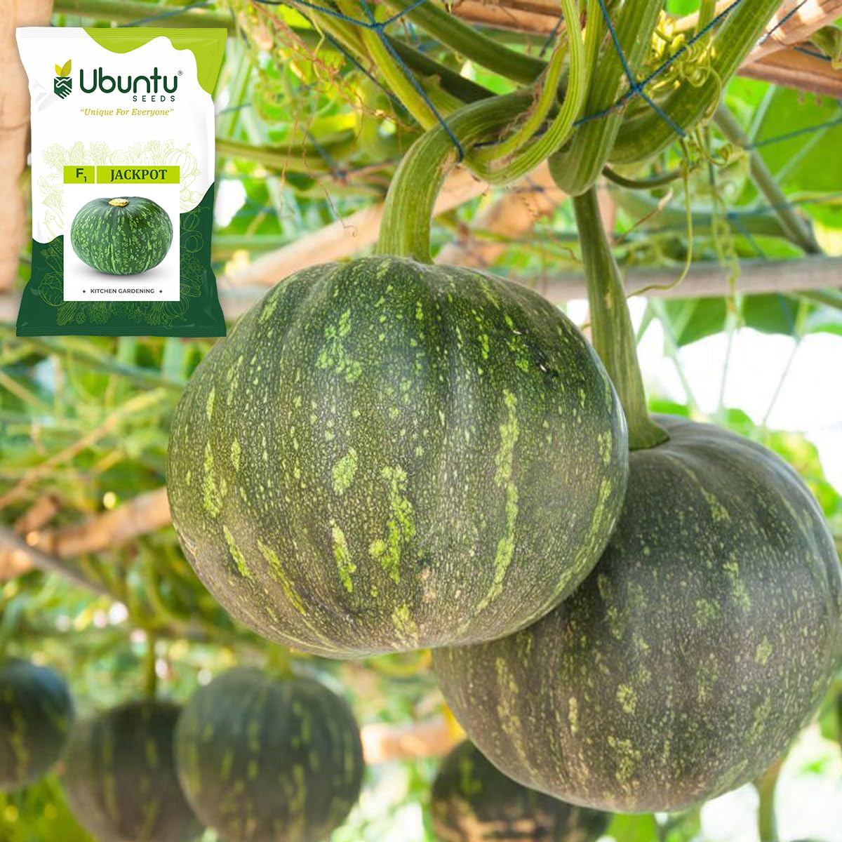 Ubuntu Seeds F1 Jackpot Round Pumpkin (Kaddu) Seeds for Kitchen Gardening | High Yield Dark Green Hybrid Variety-image-17