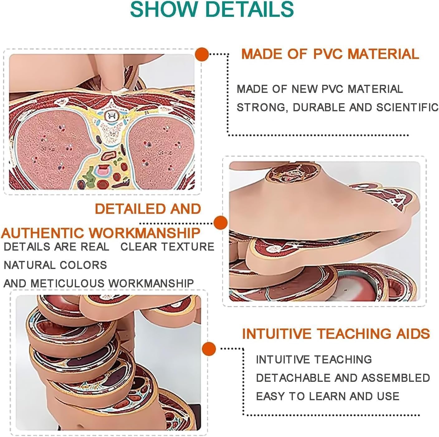 85CM Human Torso and Brain Cross-Section Model, Human Thoracic Model, Slice Horizontal Section Clear Anatomy Teaching Aids, 24th Floor in Total, for Medical Education Display