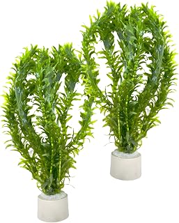 WASSERPFLANZEN WOLFF - Mit Keramik-Ring 2 Bunde Argentinische Wasserpest (Egeria densa) – Schnellwachsende Sauerstoffpflanze & Algenstopp für Aquarium Kaltwasser & Warmwasser