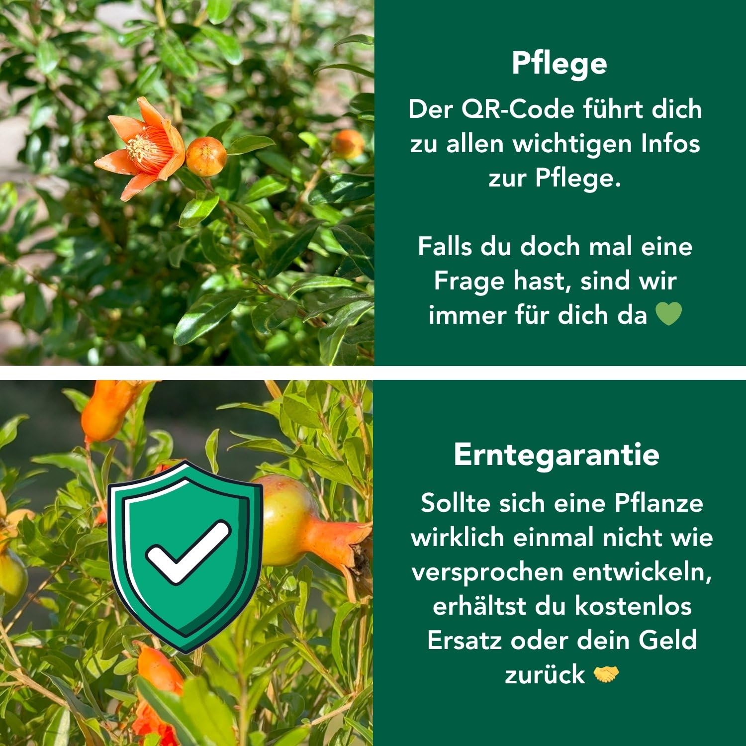 Bloomify® Zwerg Granatapfelbaum "Gloria" | 60 bis 80 cm große winterharte Granatapfel Pflanze | pflegeleichtes Granatapfel Bäumchen für Garten oder Topf | tolle Blüten und Früchte, selbstbefruchtend