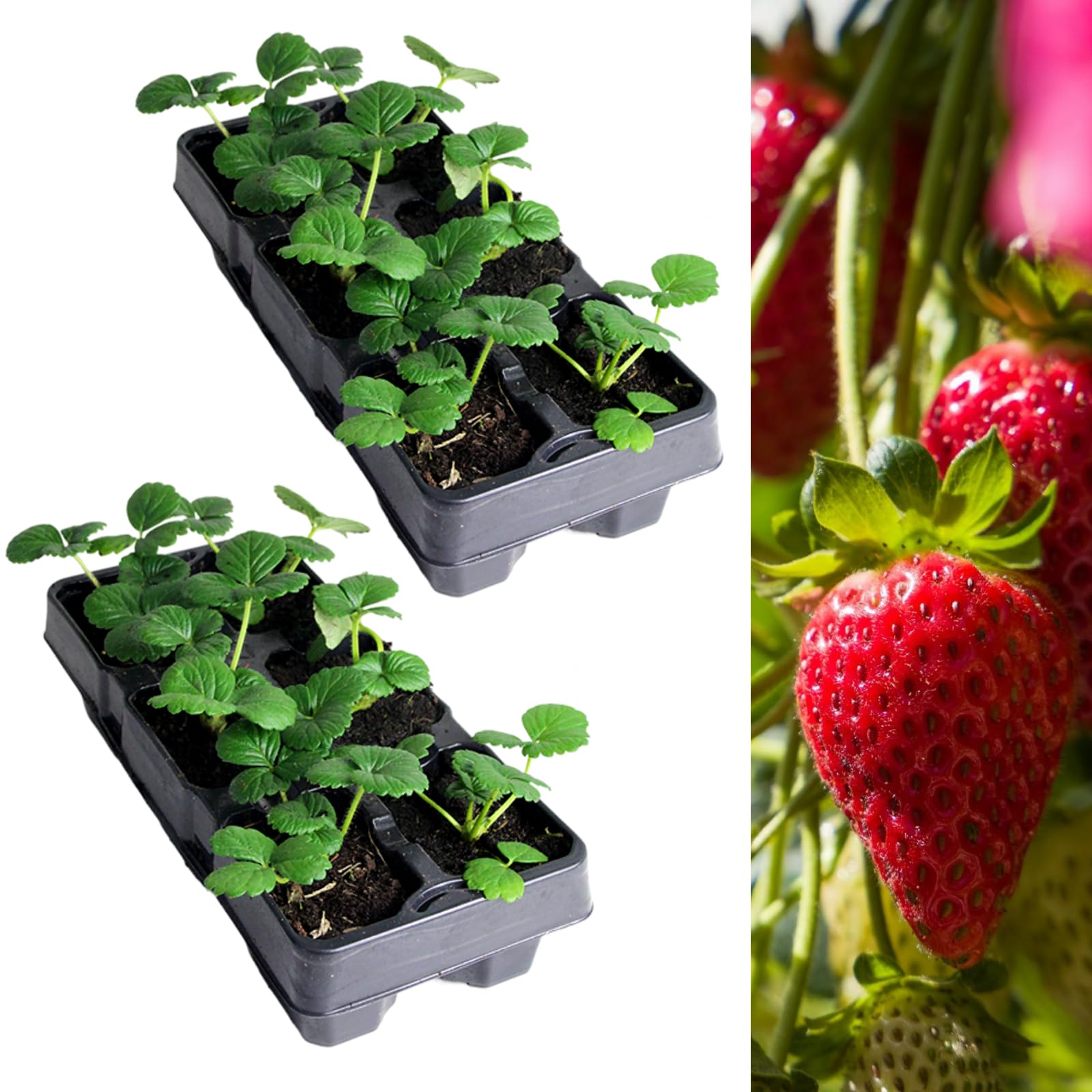 Carbeth Plants Strawberry Summer Breeze Fruit Plant 2 x 6 Pack