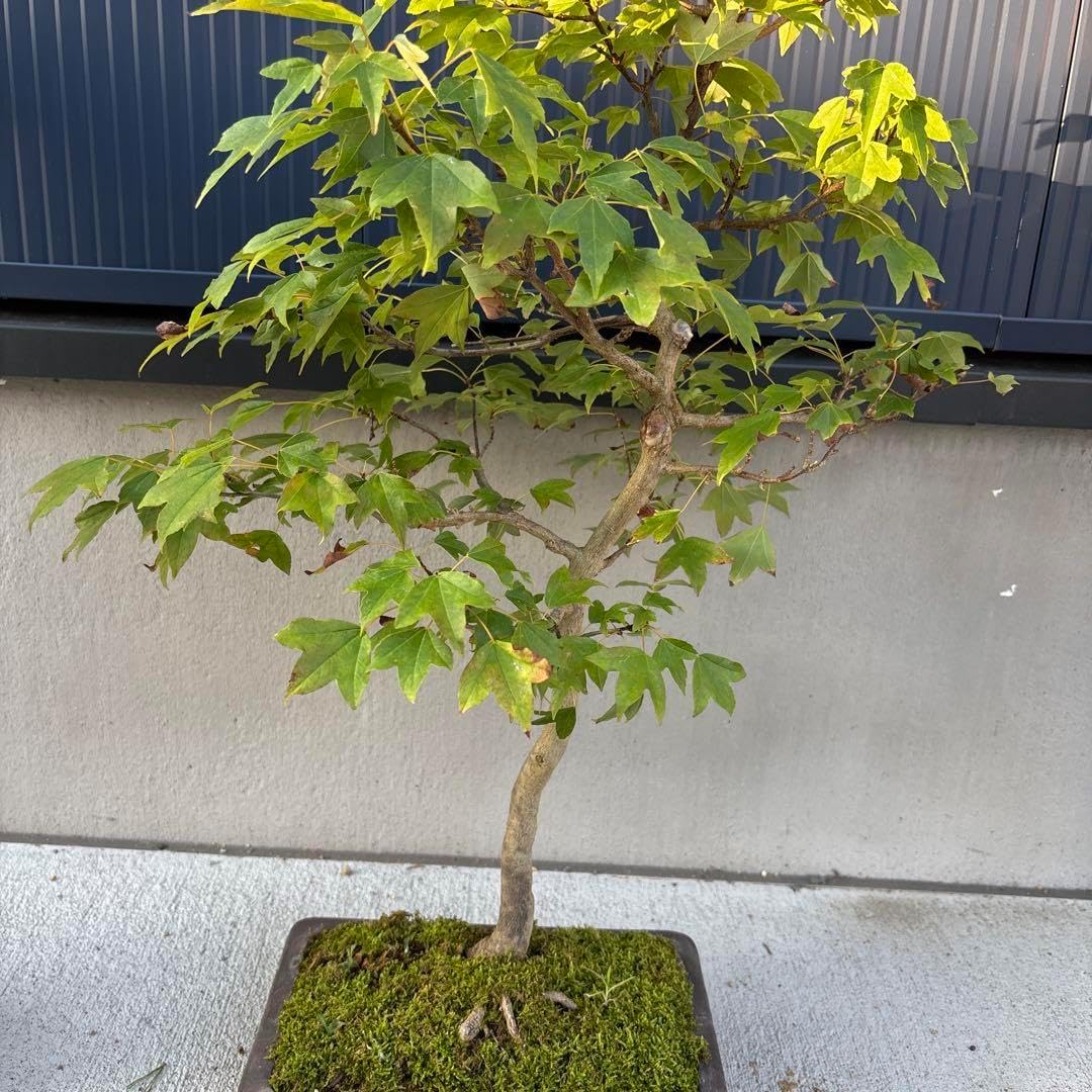 小葉性カエデ 楓 盆栽 中型