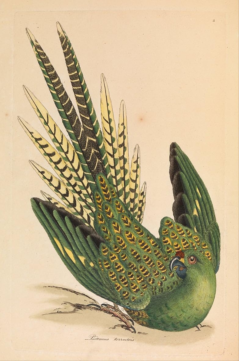 Affiche toile animal terrestre Psittacus Terrestris décoration murale - 5