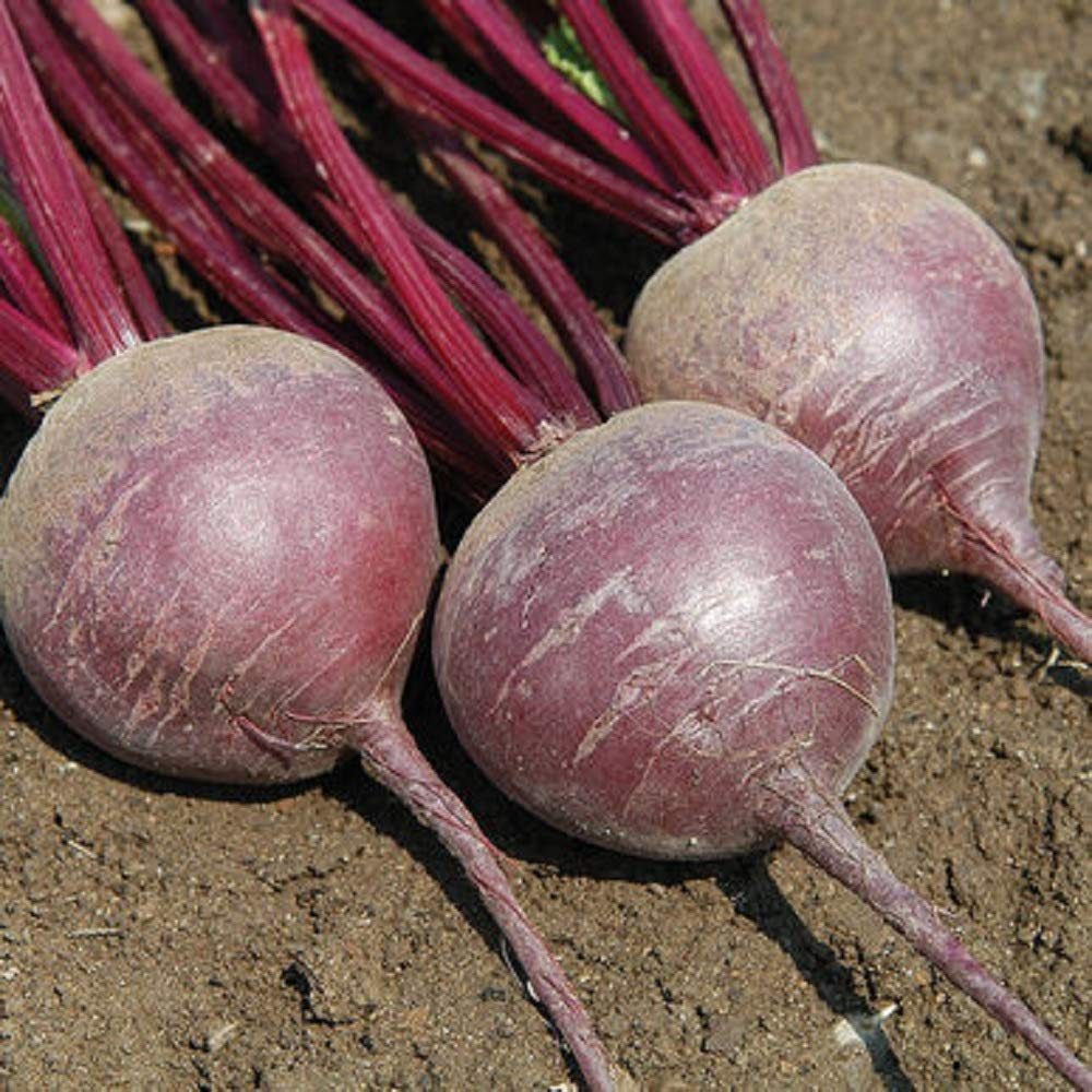 Beet Merlin FBA-9981i (Red) 200 Non-GMO, Hybrid Seeds
