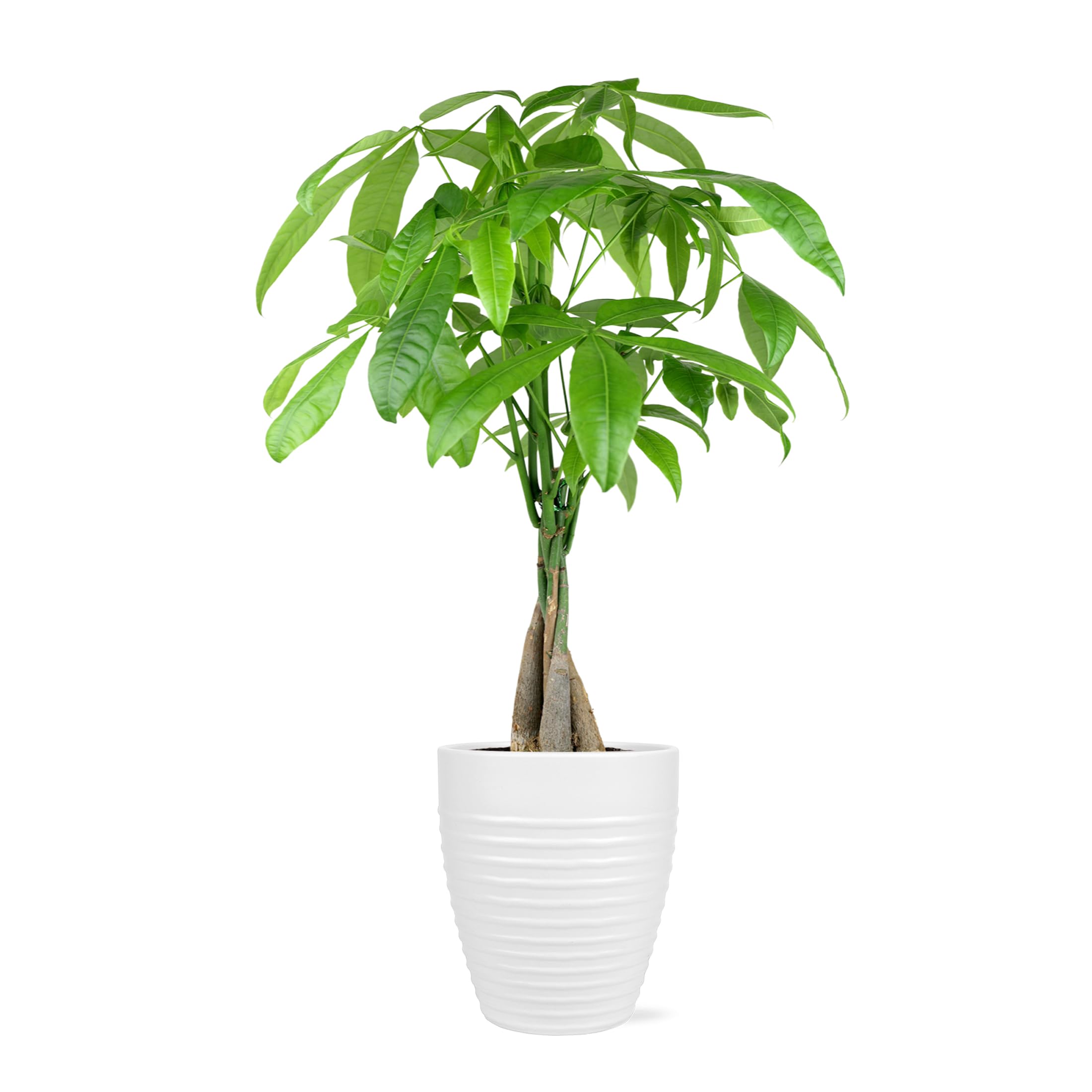 Green Circle Growers Money Tree