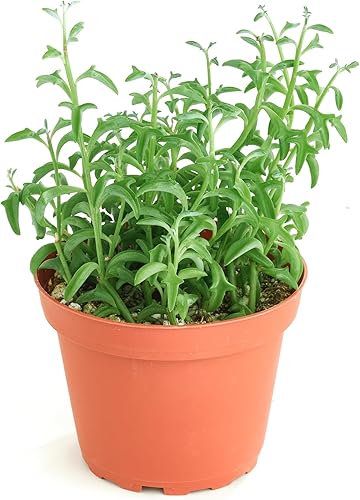 Shop Succulents String of Dolphins Suculent - Senecio Peregrinus, planta suculenta viva de 4 pulgadas totalmente arraigada, planta de interior de