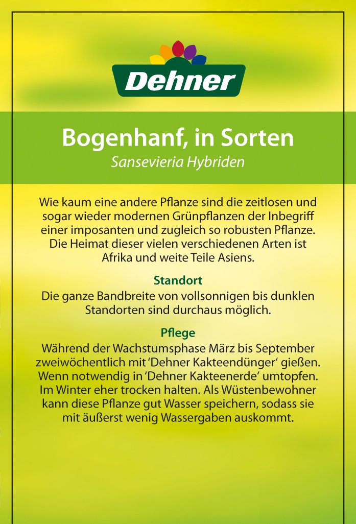 Dehner Bogenhanf, panaschierte Blätter, ca. 90-100 cm, Ø Topf 30 cm