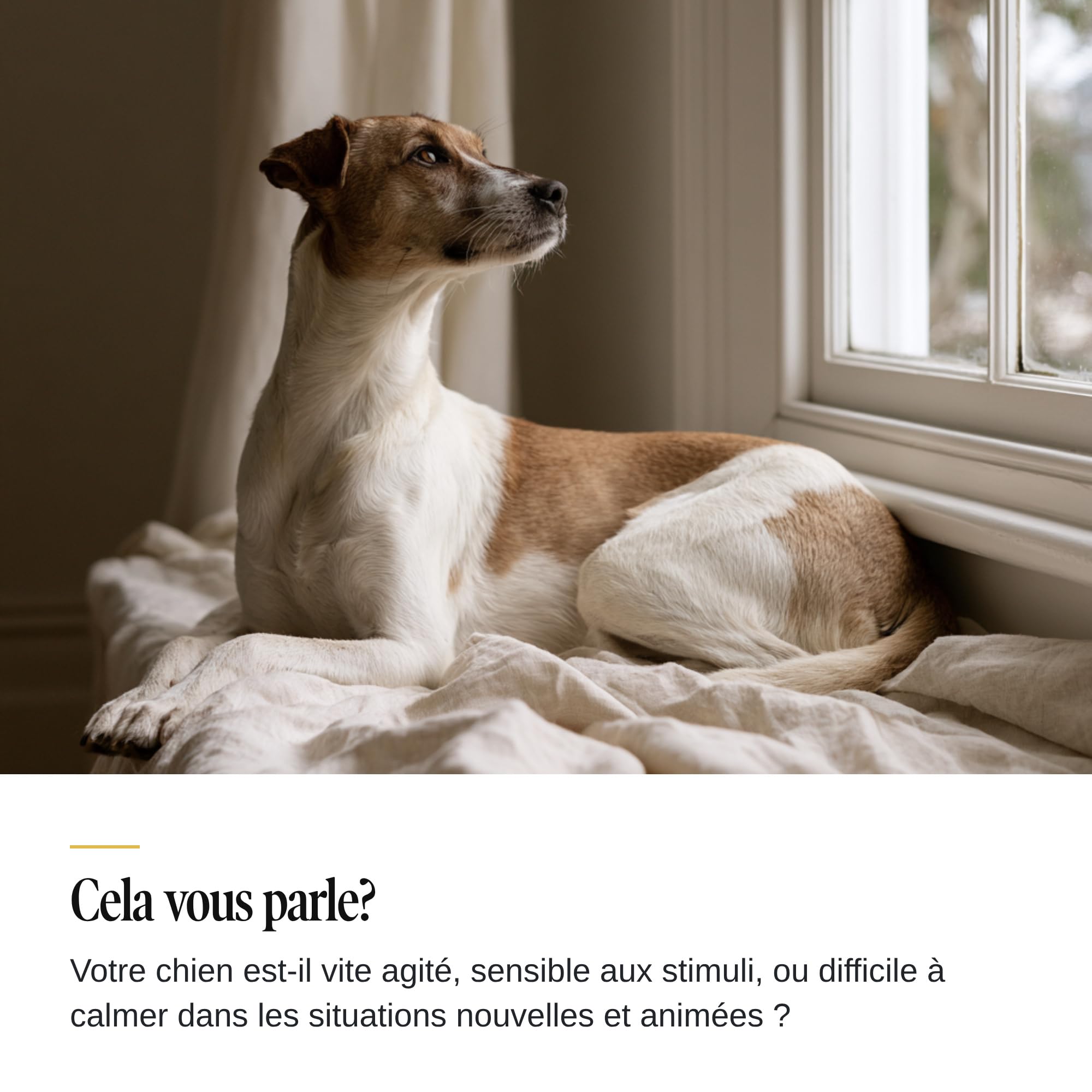 Feelings Control Chien & Chat - Calme & Détente - 90 Comprimés | En cas de stress: feux d'artifice, orages, trajets en voiture, solitude, herbes chinoises