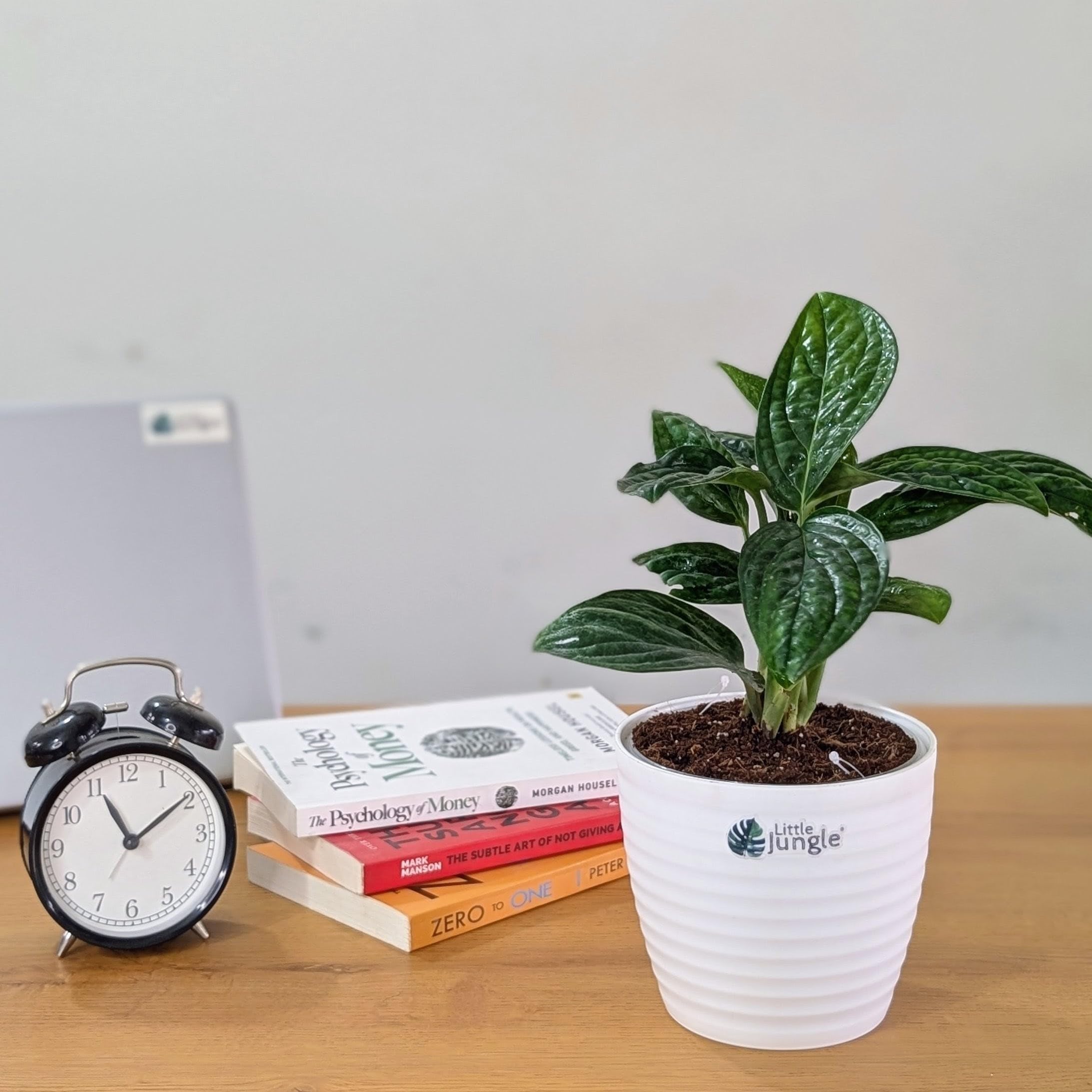 LittleJungle Monstera Peru - Live Plant with 5.5 Inches White Decor Pot | Indoor Plants For Home | Office Desk | Live Plants Indoor | Air Purifying Plant | Live Plant With Pot For Home Decor |-image-27
