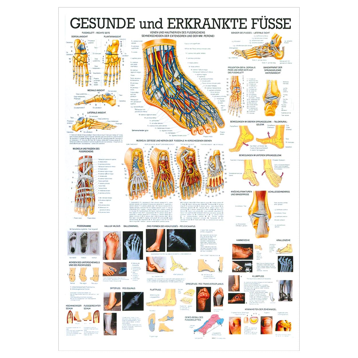 Sport-Tec Der Fuß Lehrtafel Anatomie 100x70 cm medizinische Lehrmittel