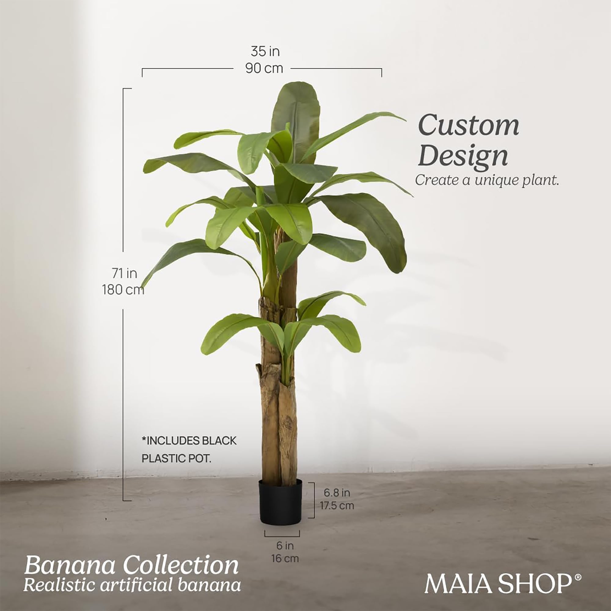 money tree plants Money Tree  Fragrance Plants and Flowers