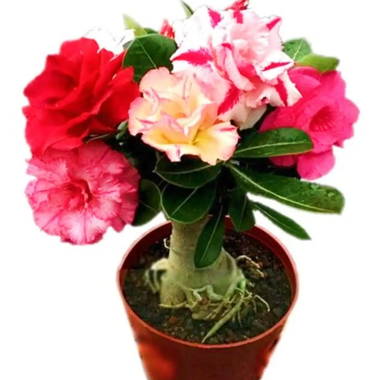Bloom Year After Year Desert Rose Bulbs Desert Rose Plant Perfect for The Garden-Landscaping-Excellent Displays-1bulbs-f