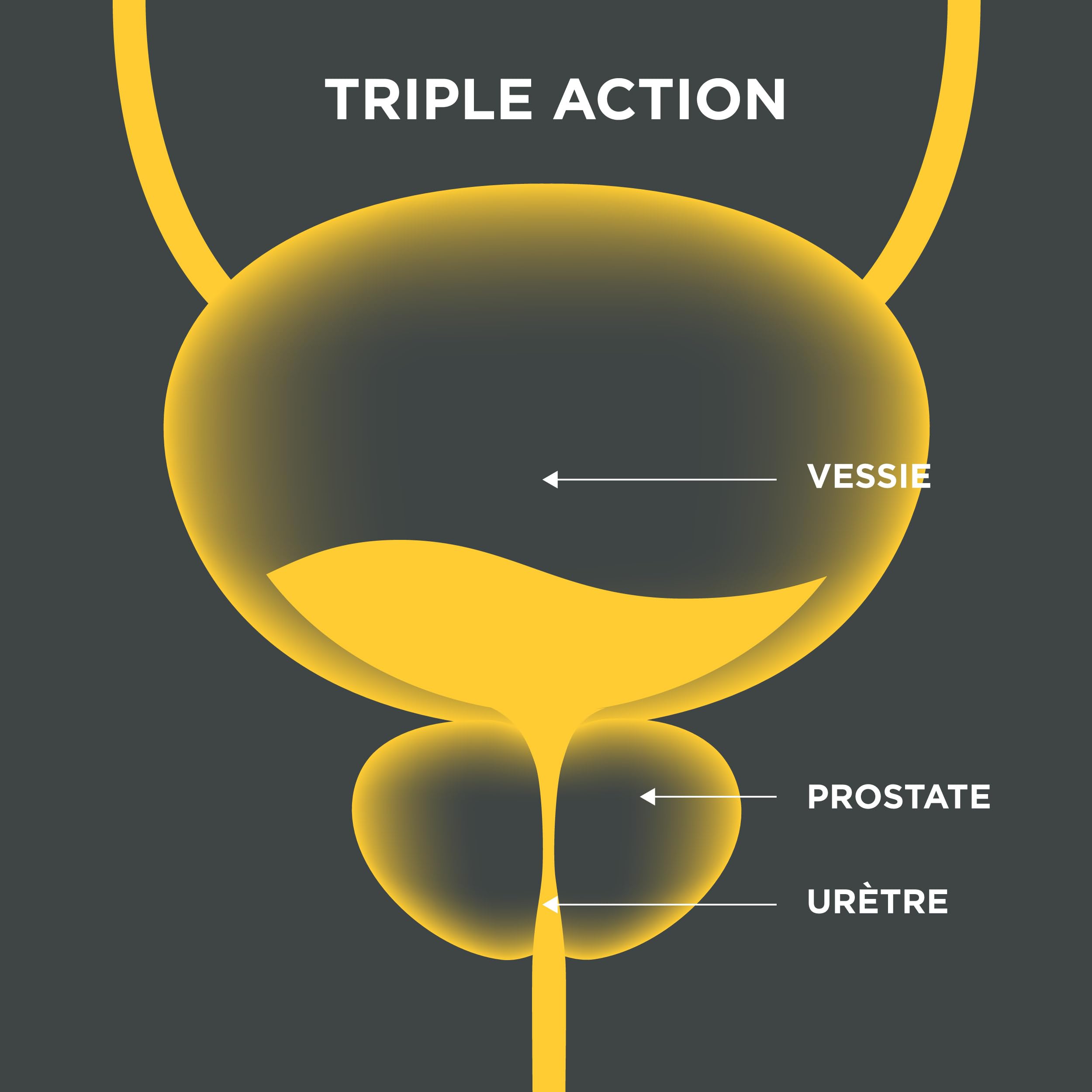 Innovation pour une prostate saine. Formule liquide puissante à triple action. Cucurbita pepo, Serenoa repens, Flowens®. 1 gélule par jour. Testé en laboratoire (20 Prises)