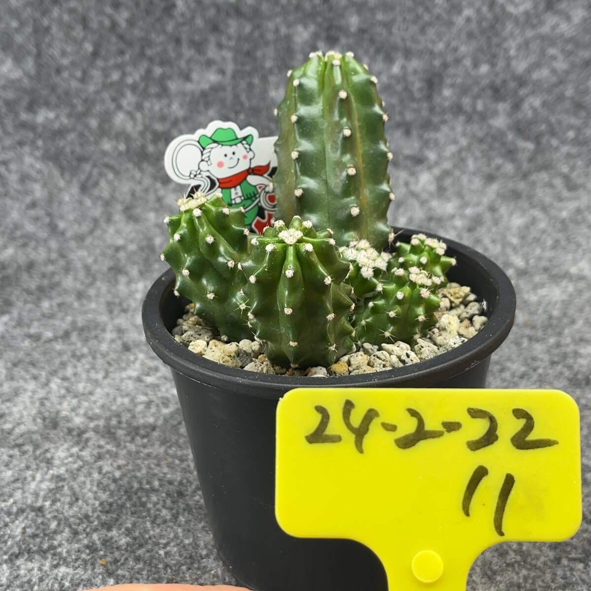 Amazon.co.jp: 鉢ごと発送エキノセレウス 鬼見城 chinocereus